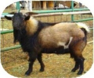 Kodak